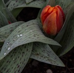 Tulipe rouge unique