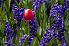 Tulipán a hyacint
