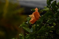 Flor de hibisco na chuva