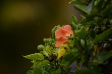 Flor de hibisco na chuva