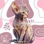 Ilustración de gato sin pelo Sphynx