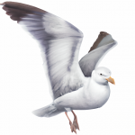 Seagull Flying Graphic