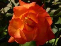 Pomarańczowa Róża Odizolowywająca