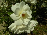 Biała róża w pełnym rozkwicie