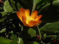 Pomarańczowy Kaktusowy Kwiat