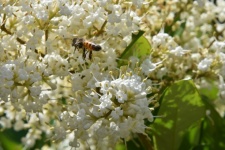 Albină pe tufă înflorită albă