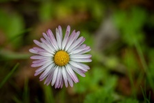 Margaretă, Bellis perennis, floare