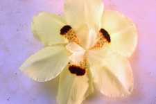 Pale yellow wild iris on pink
