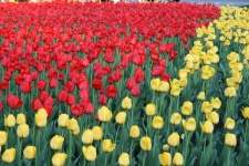 Red And Yellow Tulips Flowers