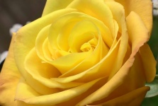 Fiore di fiore giallo rosa