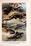 Salamander Vintage Art Poster