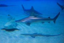 žralok pod vodou