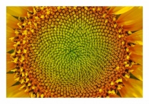 Květ slunečnice žlutý květ