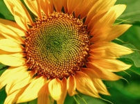 Květ slunečnice žlutý květ