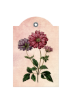 Vintage Anemone Flower Label