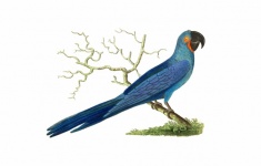 Vintage ptak papuga Ara