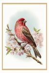 Vintage Bird Pink Blossom