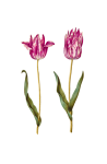 Ilustração de tulipas florais vintage