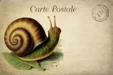 Caracol francés vintage Postal