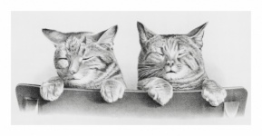 Vintage Illustration Cat Kitten