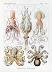 Vintage Octopus Octopus Squid