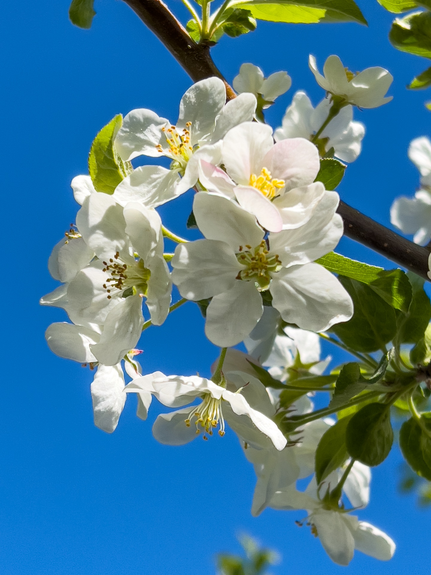 Apple Blossoms Free Stock Photo - Public Domain Pictures