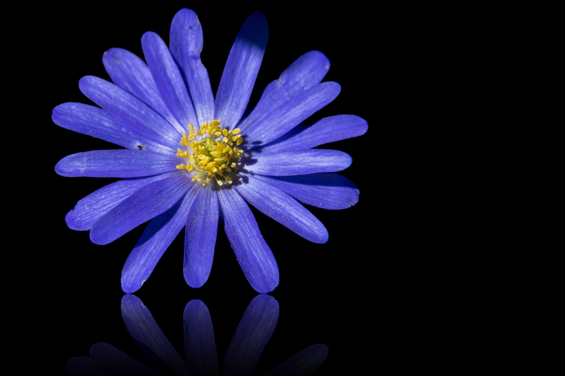 Anemone, Blue Flower Free Stock Photo - Public Domain Pictures