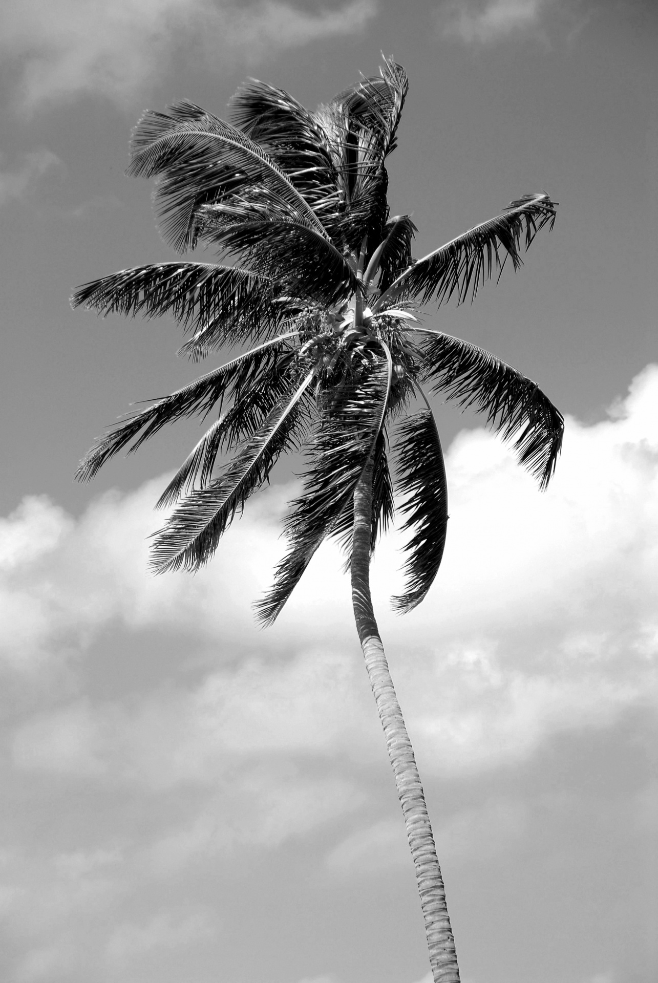 Coconut Palm Tree Free Stock Photo - Public Domain Pictures