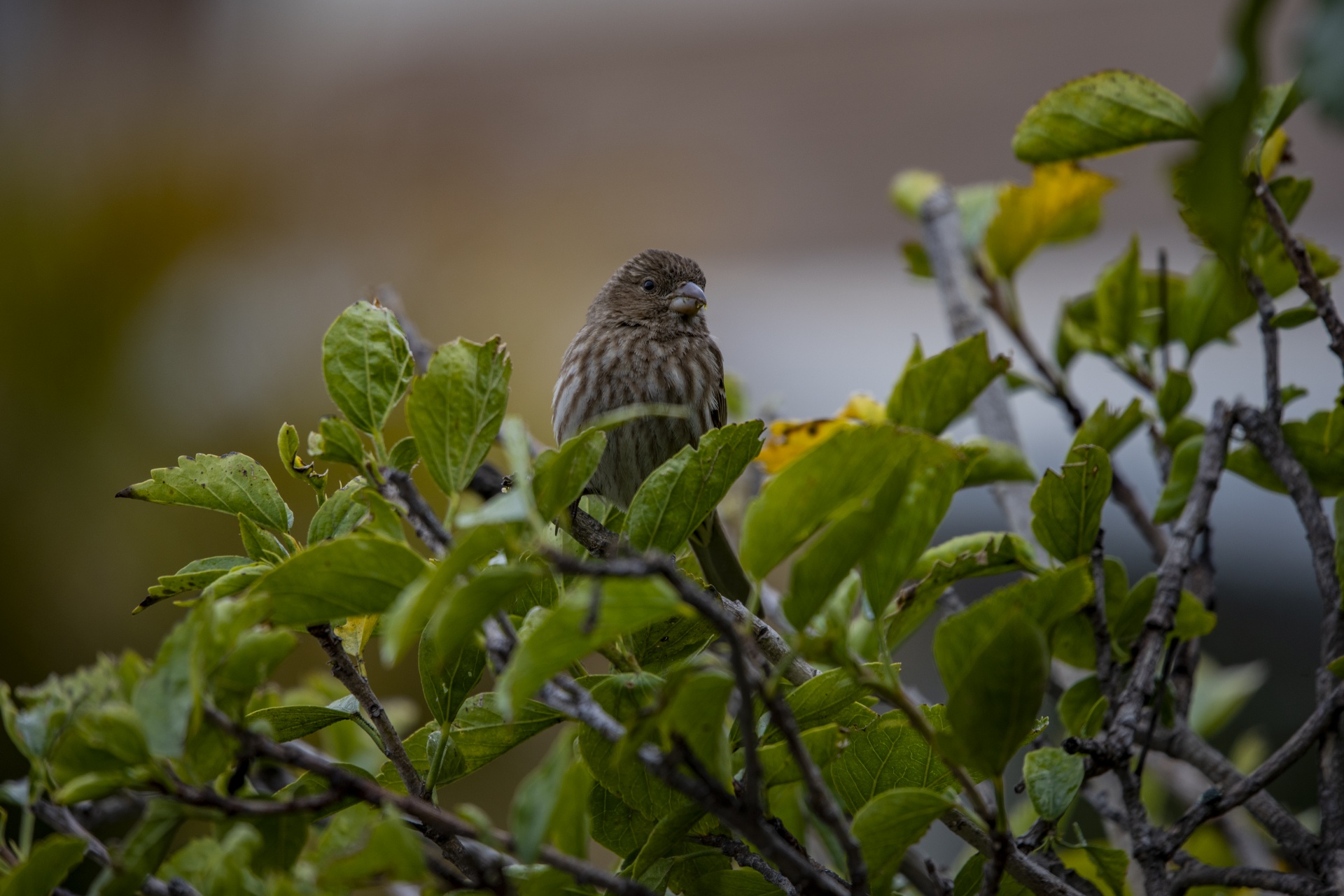 Female House Finch Perched Free Stock Photo - Public Domain Pictures