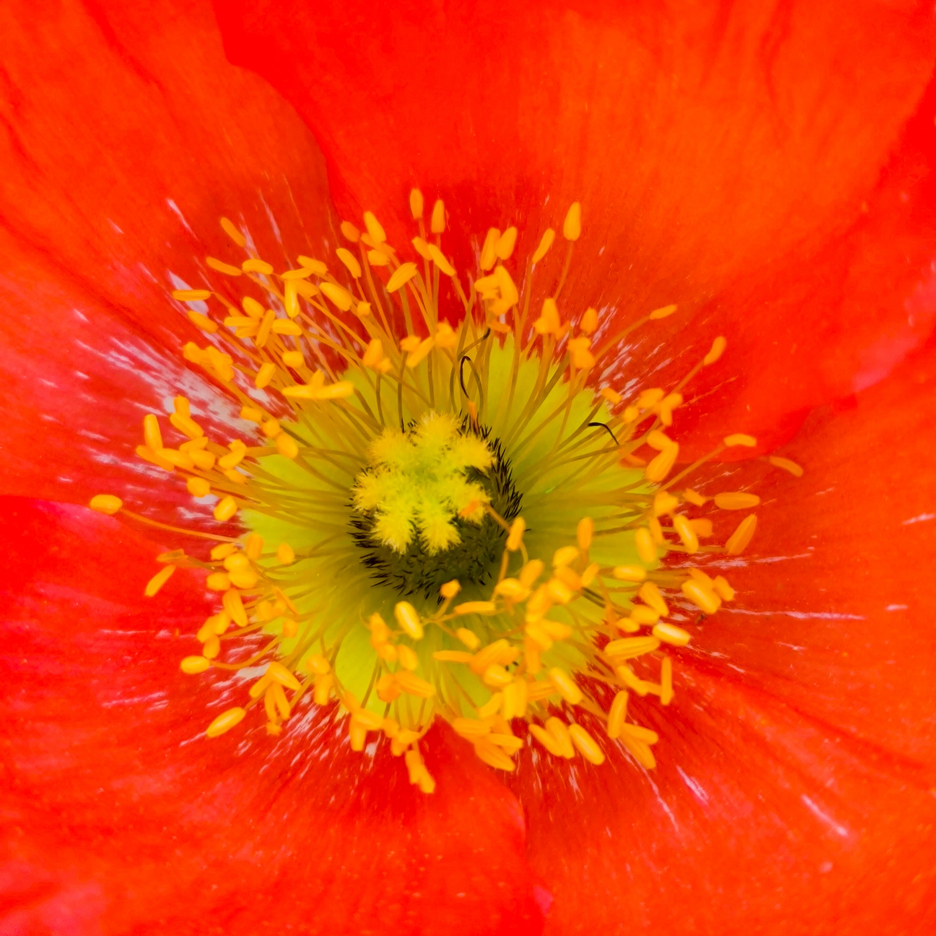 Red Poppy Center Free Stock Photo - Public Domain Pictures