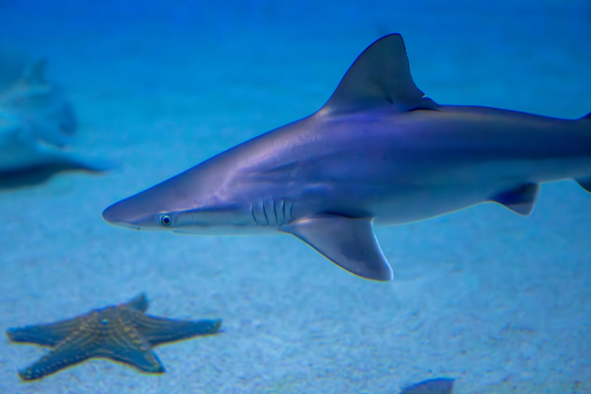 Shark Underwater Free Stock Photo - Public Domain Pictures