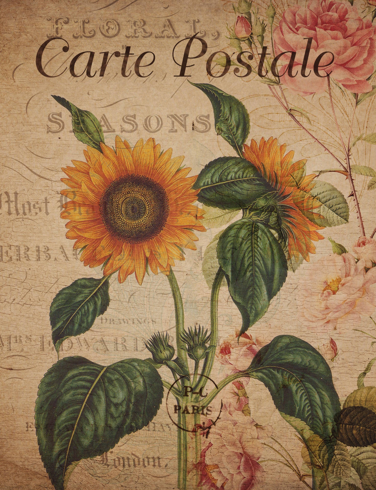 Sunflower Vintage Floral Postcard Free Stock Photo - Public Domain Pictures
