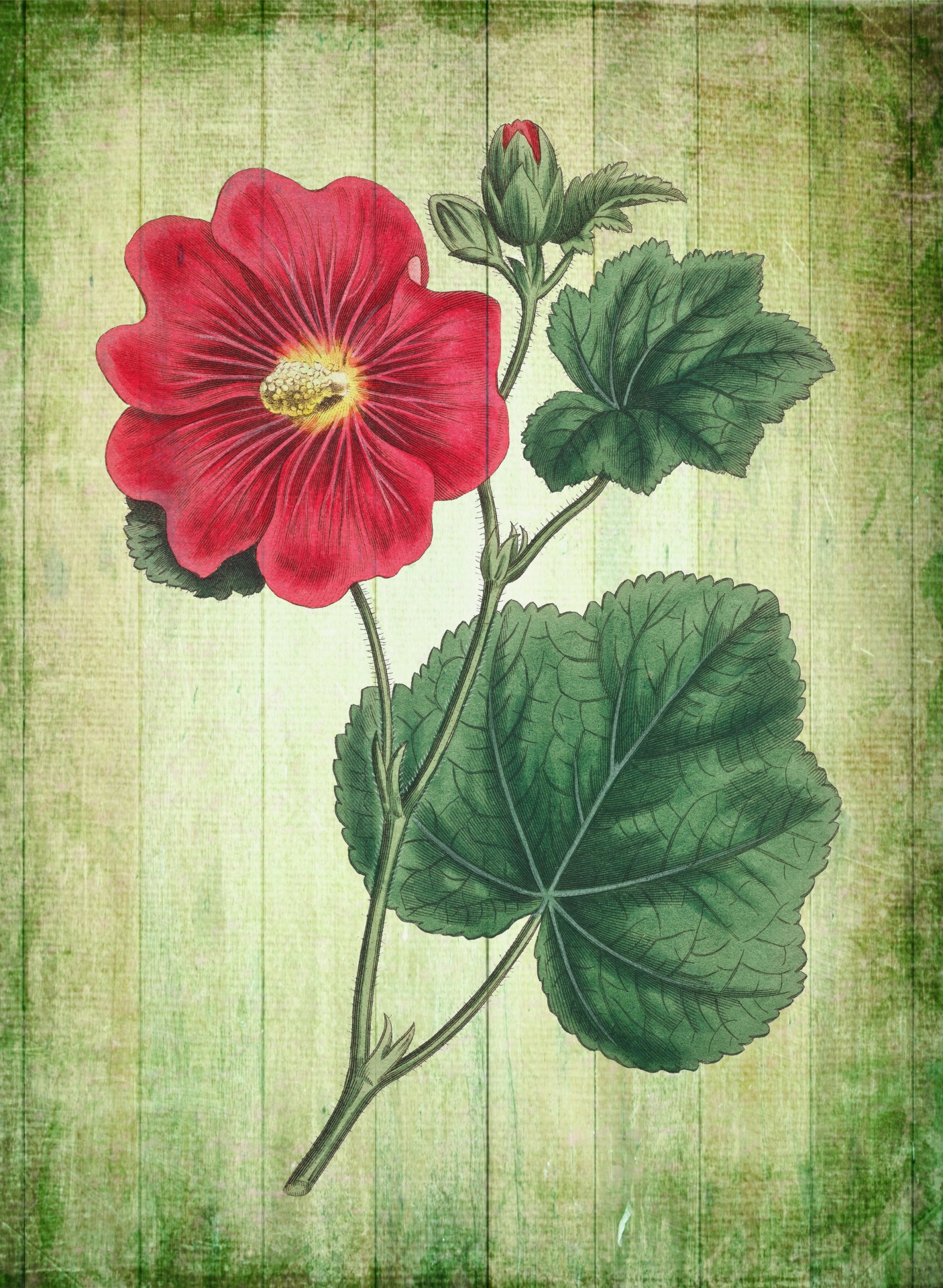 Vintage Floral Art Illustration Free Stock Photo - Public Domain Pictures