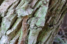 Close view of tree bark with moss