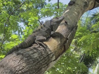 Gecko in tree in Costa Rica.