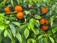 Odla apelsiner på ett träd
