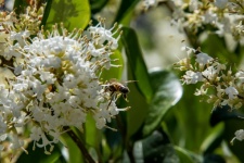 Albină pe flori albe