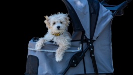 Cute dog in a Stroller PNG