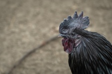 Chicken, Ajam Tjemani, Fowl