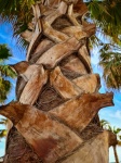 Palm Tree Trunk
