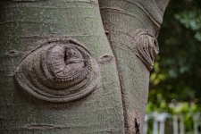 Pariedolia Face d'un arbre