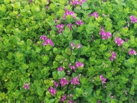Pink and Green Plant Background