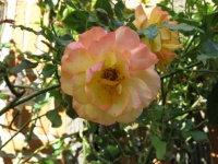 Yellow And Pink Rose