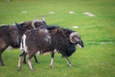 Sheep, Mouflon, Ram