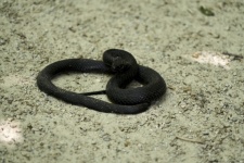 Had se stočil na písku