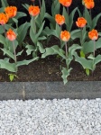 Tulip flowerbed