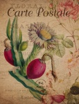 Vintage květinový kaktus pohlednice