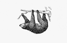 Vintage illustration sloth