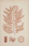 Planta de água de ilustração vintage