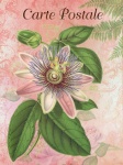 Vintage art postcard flowers